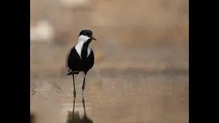 Spur winged Lapwing