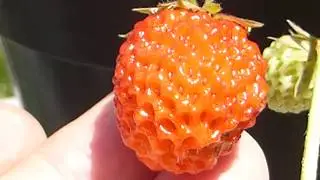 Strawberries - Fragaria - Jar&eth;aber - Litla flugan - Jar&eth;aberjapl&ouml;ntur - Rau&eth; ber