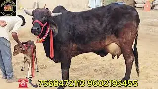 काली कपीला गिर गौधन बछडी वाली 14 लीटर प्रतिदिन दूध क्षमता गाय खरीदने के लिए संपर्क करे ☎️ 7568472113