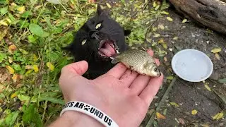 What happens if you give Raw Fish to Stray Cat?