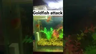 😱😱😱Wooooow it&rsquo;s terrible . Nervous Goldfish attack guppy fish and kill #goldfish #aquarium #fish