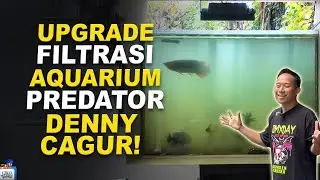 UPGRADE FILTRASI AKUARIUM PREDATOR DENNY CAGUR
