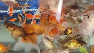 Amazing Catching Color fish Challenge Aquarium with small ponds best collection goldfish 