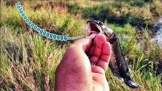 KALI INI AKU NYENTAKNYA TIDAK MAIN MAIN‼️DI HAP IKAN LANGSUNG KU SIKAT ♨️ #mancingcasting 
