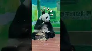 Panda #Panda #Giant #Animal