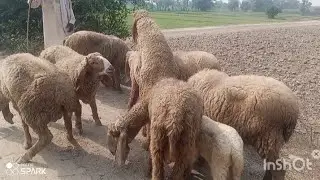 nice sheaps