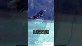 Why Eagles Break Their Beaks?  #eagle #nature #wildlife