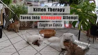 Kitten Therapy Session Gone Wrong😹 Internet Palate Cleanser #cutecat #funny #top #viral