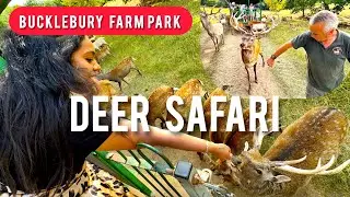 Deer Safari Experience at Bucklebury Farm Park 🦌✨#deer #safari #farm #park #uk 