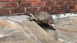 My Leopard tortoise climbs stairs