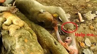 Help me...! So pity baby monkey Maci slippery fall, Mom Merry Don't know What happened on baby Maci?