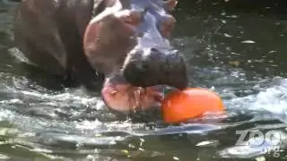 Hippos destroy Halloween pumpkins at Woodland Park Zoo in HD
