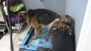 Amazing 7 Step Deshed!
