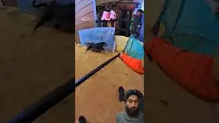 Dhurandhar Boys Double Dog Catch Trailer #dogwithpublicsafety #dog #pets #ytviral #shorts #rescue