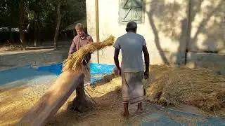 ধান মাড়াই করা | Paddy Thresh | Paddy Flail #agriculture #কৃষক #কৃষক