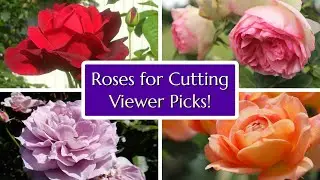 12 Great Rose Varieties for Cutting