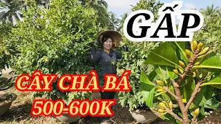 📞 HÀ 0349644293 MAI TÀNG CHƠI TẾT CÂY CHÀ BÁ 500-600K BAO SHIP 21/01/2026 | Bến Tre Ơi