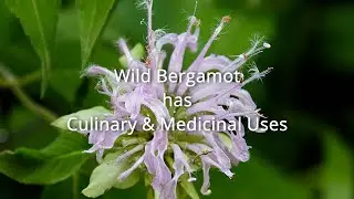 Wild Bergamot - Medicinal & Culinary Uses