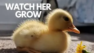 I rescued a call duckling, watch her grow!