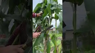 Harvesting Ruby Queen Corn #farming