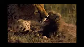 Disneynature African cats cheetah cubs