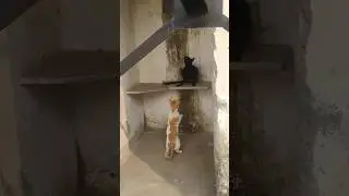 cute cat 🐈!! #shorts #shortvideo #ytshorts #youtubeshorts #shortsfeed #cat @Truemixfact08 #song