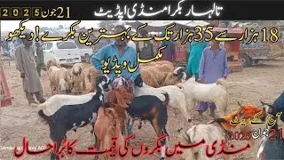 Talhar Bakra Mandi 21 June 2025 Update | Bakra Price in Pakistan| goat forming business idea