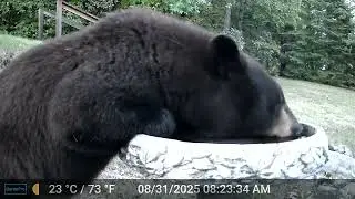 Black Bear drinking from bird bath