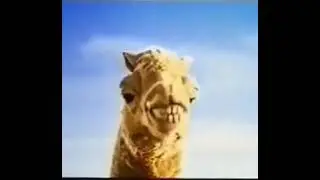 creepy camel