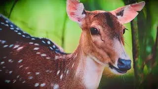 Dreamy Axis Deer | 4K 120p Cinematic Portrait (Nikon Z9)