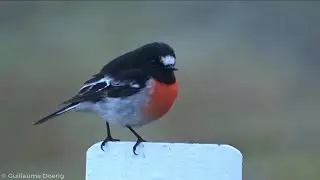 Scarlet Robin (Petroica boodang) (1) | Khancoban, New South Wales (AUSTRALIA)