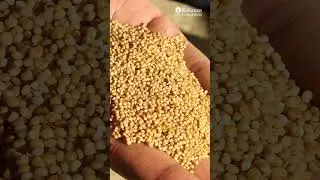 Millets | Reliance Foundation's commitment for Climate-Resilient Agriculture and Millet Cultivation