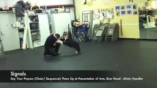 Trick Dog Champion -- Foundational Skills Demonstration