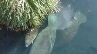 Homosassa Springs Manatees with Underwater Sound