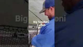 You can hear the excitement of this big trophy catfish trying to fight the entire boat 😆