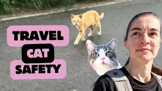 Keeping My Travel Cat Safe in a Country of Strays
