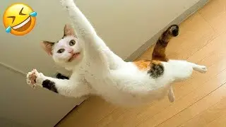 You Laugh, You Lose! 😹 The Funniest Cat Videos 2025😾Part 7