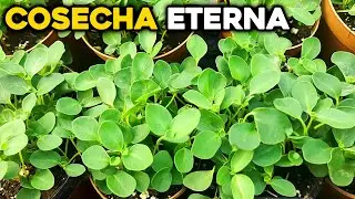 6 Hortalizas Eternas que cosechas por A&ntilde;os!