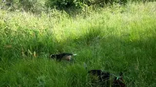 Среднескоростная стая Beagle, выслеживающая кролика.