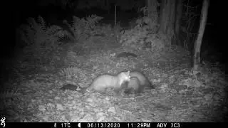 Pups eating (Stone marten family/Steinmarder/Husm&aring;r) (best at 1080p)