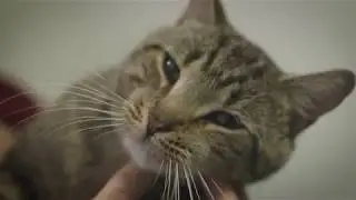 Cornell Feline Health Center 2016 Grant Updates: Dr. Adam Boyko and Michelle White