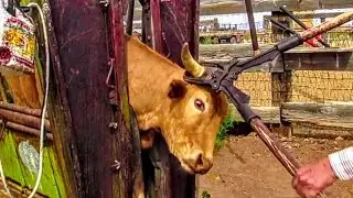 Dehorning Process