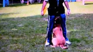 Top level NVBK training with one year old prospect