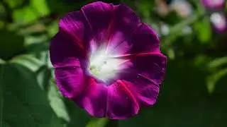 Ipomoea pandurata / වල් බතල, wild potato vine, manroot, wild sweet potato, and wild rhub