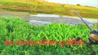 Sankehead Attack Fishing || Murrel Attack fishing ||Snakehead Attack fishing video || Rizwan Fishing