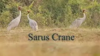 Nature Around You - Sarus Crane are feeding at grassland | Rice-field |