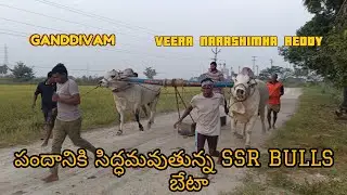 SSR BULLS🔥వీరనరసింహారెడ్డి🤝గండ్డీవం🔥బేటా వీడియో #ongolebulls #viralvideo #trending #animals 