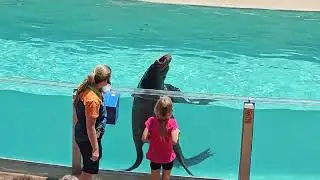 Flippers facts and fun