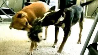 THE BEST DOGGY TOY!! [LeeshaVlogs]