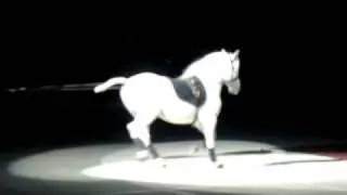 Lipizzaner's Famous Above the Ground Act